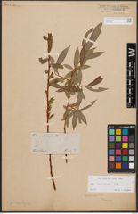 Foto von Salix daphnoides Vill.